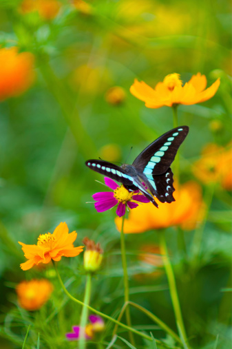 Kibanakosumosu and common bluebottle