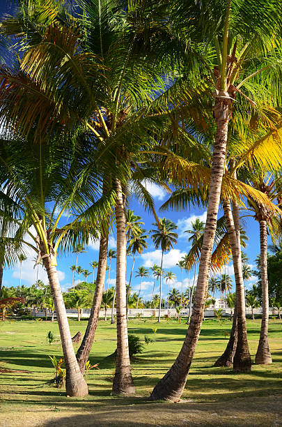 istock Coconut palm trees in Dominican Republic 464714880