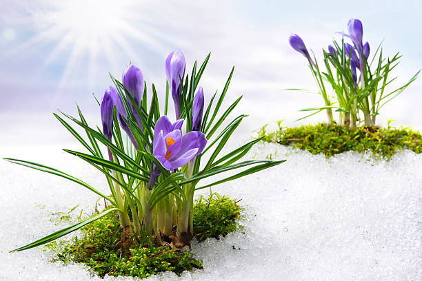 クロッカスの花 - snow crocus flower spring ストックフォトと画像