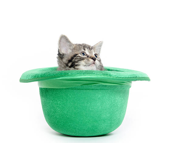 istock Cute tabby kitten in green hat 464716234