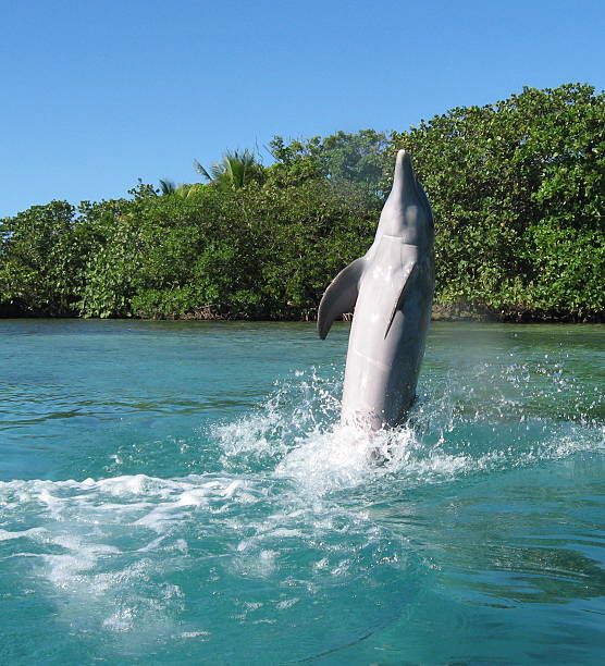 istock Dolphin jumping out of water 464716502