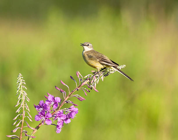 istock Western Yellow Wagtail on lupine flower 464716894