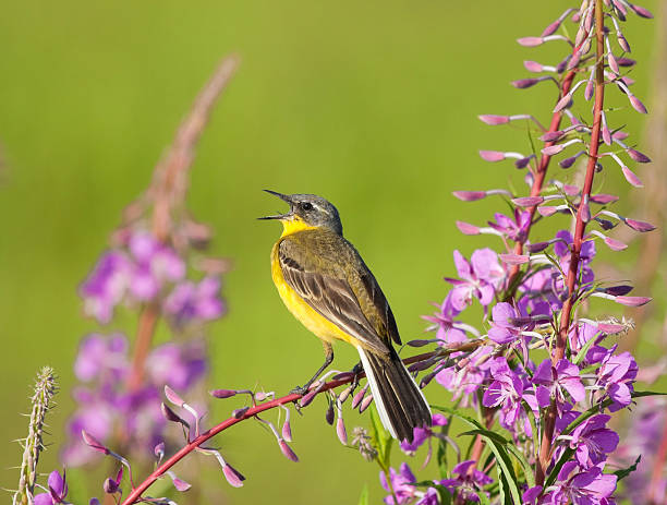 istock Yellow Wagtail singing on Fireweed flowers 464716898
