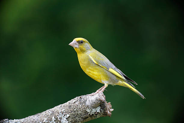 greenfinch, carduelis chloris, - green finch fotografías e imágenes de stock