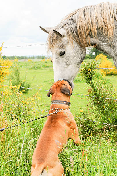 Boxer dog making friends with a horse stock photo
