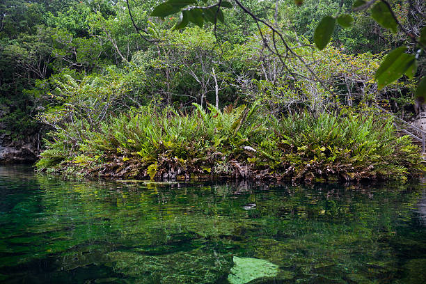 istock Cenote with pure water, Mexico 464721196