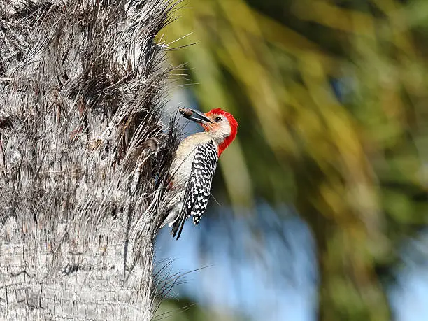 Red-bellied Woodpecker, Melanerpes carolinus, with a nut.