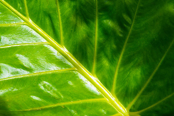 Detail of a leaf Outdoor photograph of the detail of a leaf, showing its veins. leaf vein photos stock pictures, royalty-free photos & images