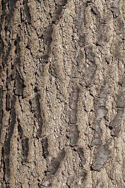 leuchtendes baumrinde hintergrund der poplar-eiche coastal fastigiata - tree tall poplar tree bark stock-fotos und bilder