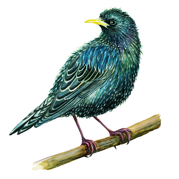 Starling vector art illustration