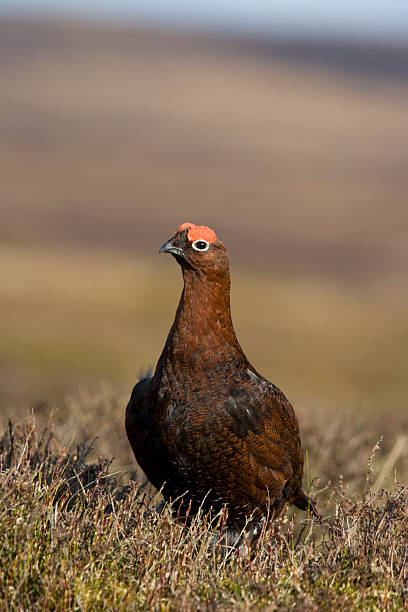 Red Grouse Red Grouse Lagopus lagopus UK British Isles grouse stock pictures, royalty-free photos & images