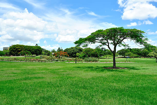 istock Green City Park 464725646