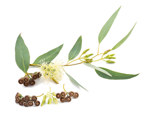 istock Eucalyptus branch with gumnuts on a white background 464726012