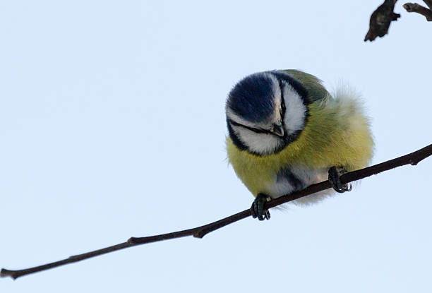 Blue tit on a branch stock photo