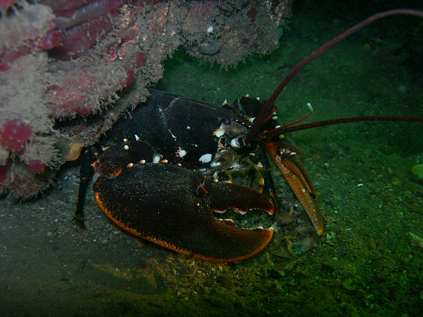 istock Wild european lobster protecting it's turf 464726928