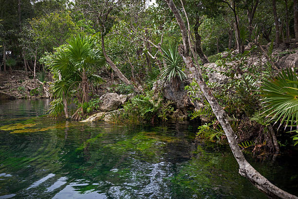 istock Cenote with pure water, Mexico 464729006