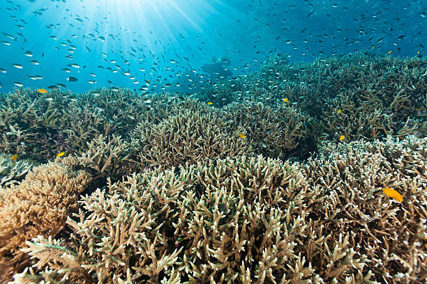 Afternoon Scenery, Beautiful Staghorn Coral Reef, Raja Ampat, Indonesia Beautiful coral reef with Staghorn Coral Acropora cervicornis  deep sea staghorn coral school of fish stock pictures, royalty-free photos & images