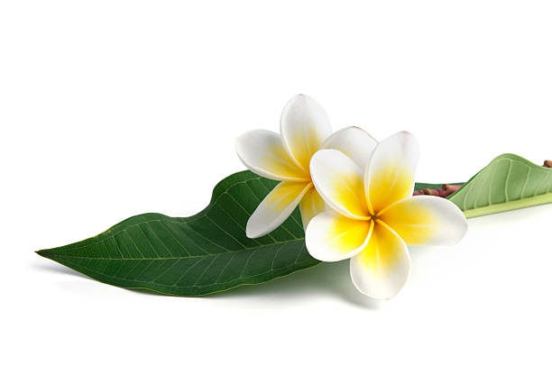 istock frangipani flower isolated white background 464729322