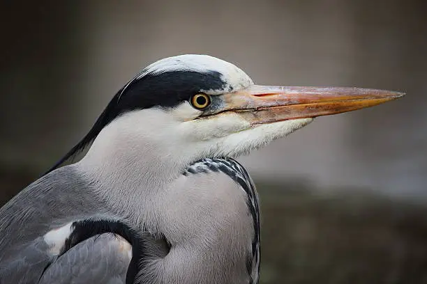 Portrait of a lonely Grey Heron in Hyde Park, London, United Kingdom.