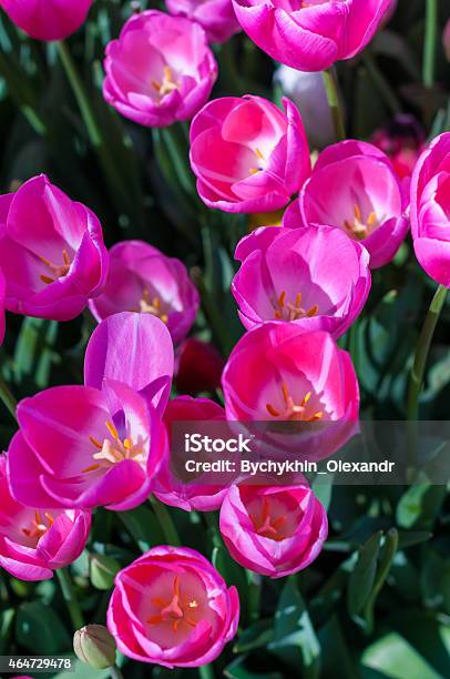 Pink Tulips In Garden On Bokeh Background Outdoor Spring Stock Photo - Download Image Now
