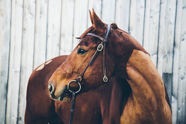 istock Chestnut quarter horse portrait 464729706