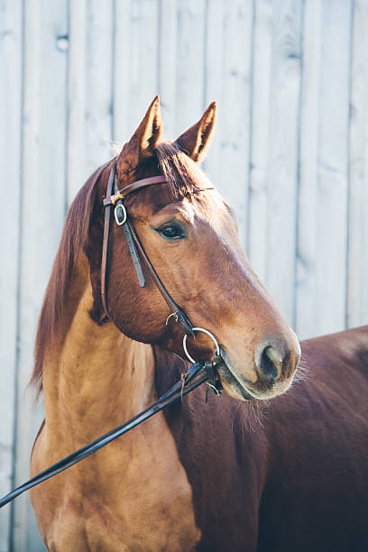 istock Chestnut quarter horse portrait 464729820