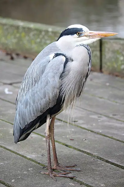 Portrait of a lonely Grey Heron in Hyde Park, London, United Kingdom.