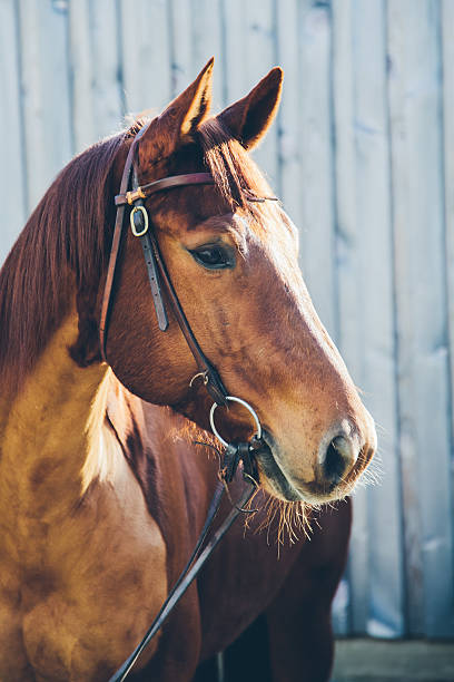 istock Chestnut quarter horse portrait 464730008