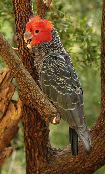 istock Gang-gang Cockatoo, vulnerable Australian parrot 464730376