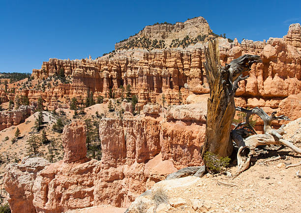 istock Hoodoos of Bryce Canyon 464732905