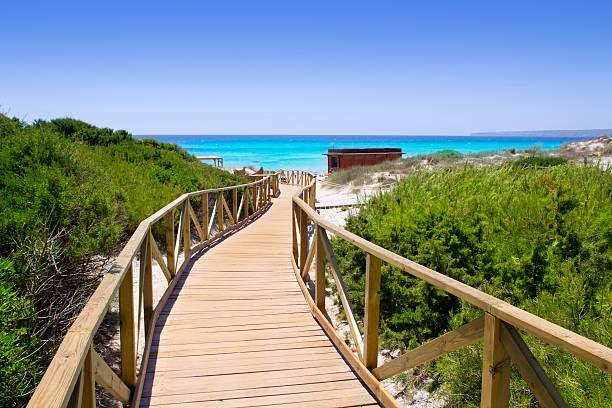 Formentera migjorn Els Arenals beach walkway Formentera migjorn Els Arenals beach walkway of wood in Spain formentera island stock pictures, royalty-free photos & images