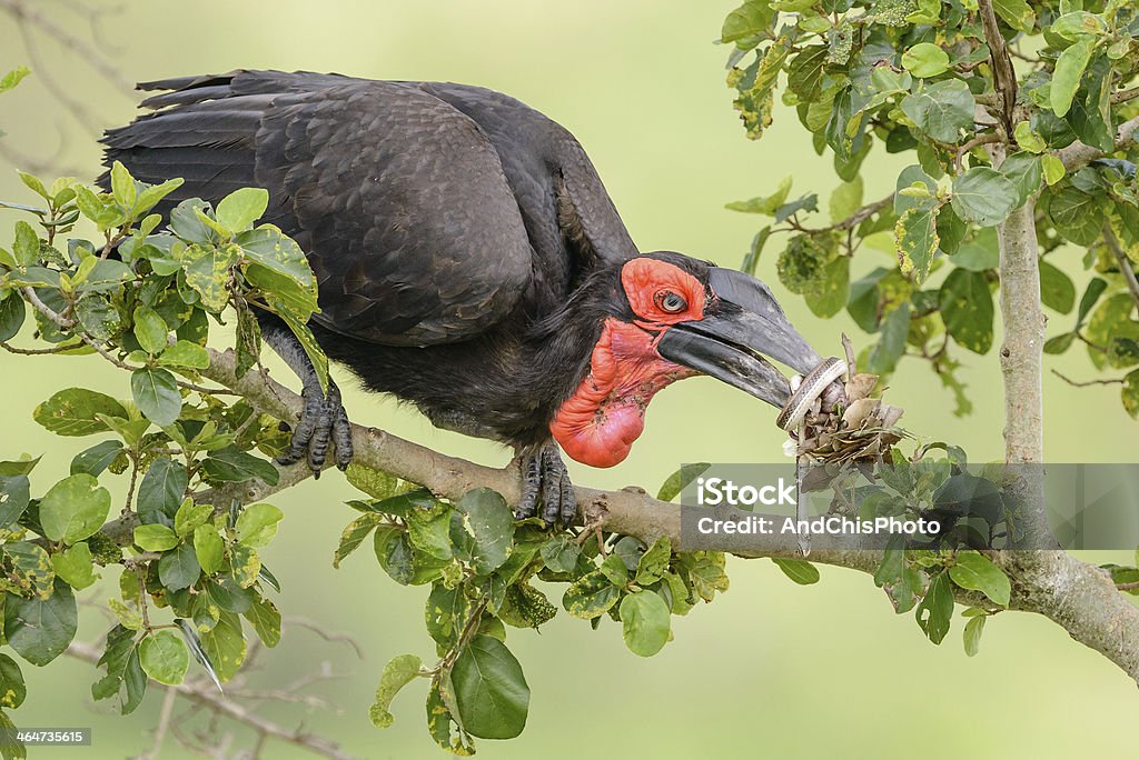 Calau terrestre do sul comida para chicks reunião - Foto de stock de Alimentar royalty-free