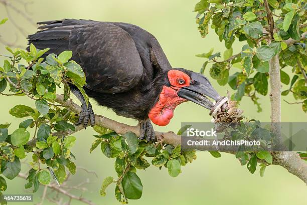 Foto de Calau Terrestre Do Sul Comida Para Chicks Reunião e mais fotos de stock de Alimentar - Alimentar, Animais em Extinção, Animal