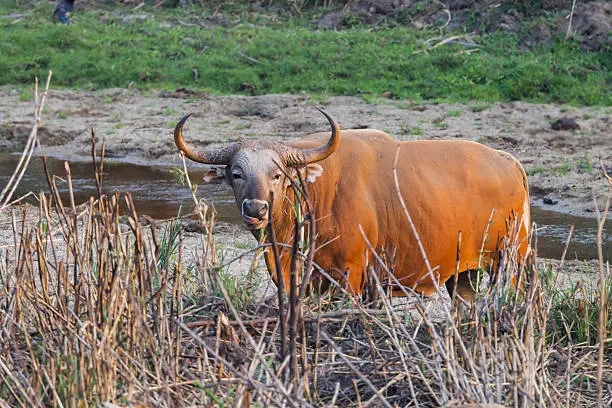 Male Banteng(Bos javanicus ) who was in Red List of Threatened Species in Endangered species in nature at Wildlife Sanctuary,Thailand