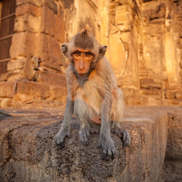 Baby monkeys in Thai Temple,Lopburi, Thailand.