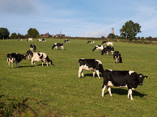 istock cows near matlock,derbyshire,uk 464736142
