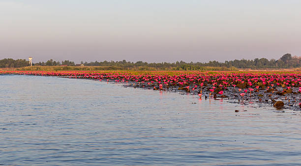 istock Sea of pink lotus (unseen in Thailand) 464736266