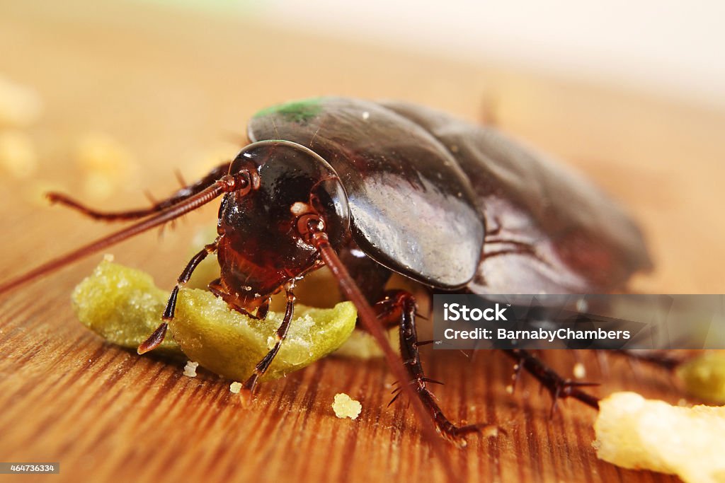 Big Brown Cockroach Macro of a Big Brown Cockroach eating crumbs 2015 Stock Photo