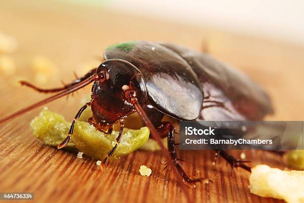 Big Brown Cockroach Stock Photo - Download Image Now - 2015, Animal, Animal Antenna