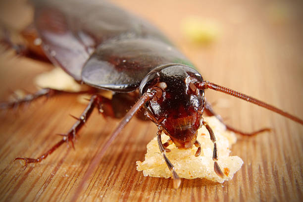 Big Brown Cockroach Macro of a Big Brown Cockroach eating crumbs with vignette hairy insect stock pictures, royalty-free photos & images