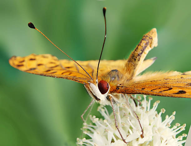 istock Beautiful Orange Butterfly in extreme close up 464736356