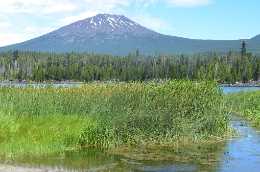 Marshy lake with a forest and mountain peak in the background in Oregon