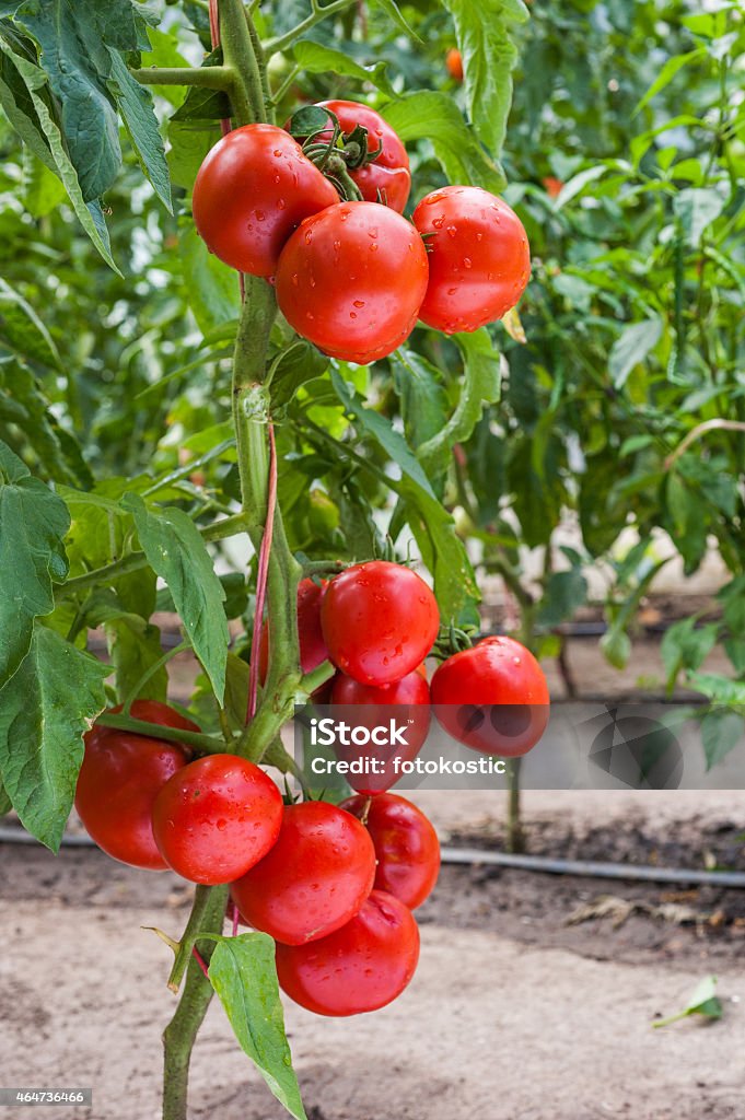 Crescimento de tomate - Foto de stock de 2015 royalty-free