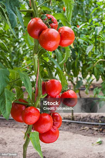Foto de Crescimento De Tomate e mais fotos de stock de 2015 - 2015, Agricultura, Alimentação Saudável