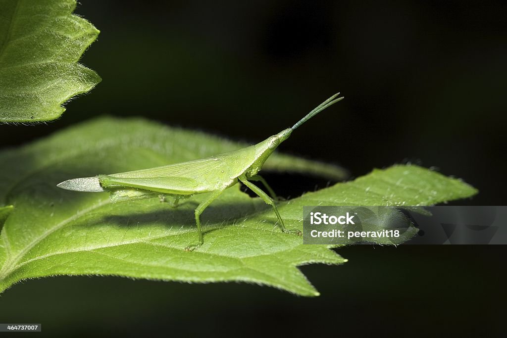 Saltamontes en hoja - Foto de stock de Aire libre libre de derechos