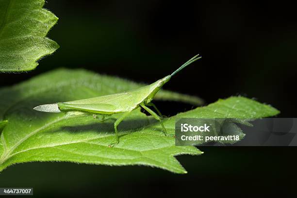 Saltamontes En Hoja Foto de stock y más banco de imágenes de Aire libre - Aire libre, Animal, Antena - Parte del cuerpo animal