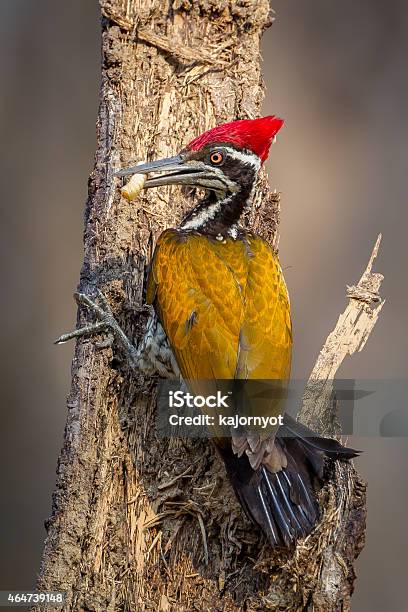 Full Frame Close Up Portrait Of Male Greater Flameback Stock Photo - Download Image Now