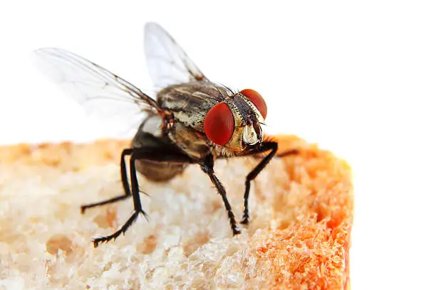 Fly on a Slice of Bread in extreme close-up