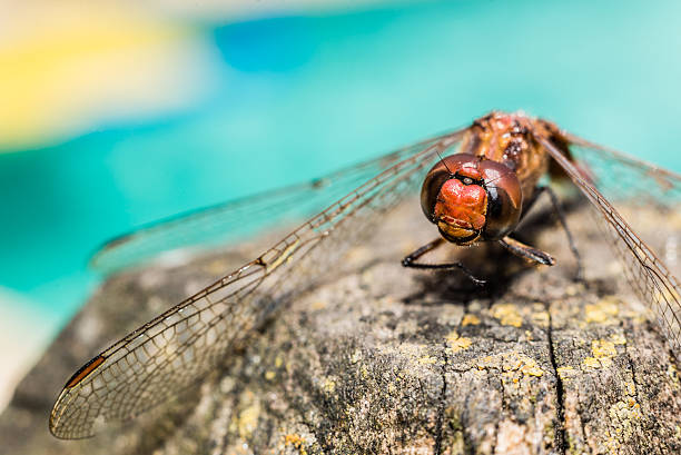 Beautiful Dragonfly detailed shot. Macro red and blue colors. Dragonfly in detail over rustic branch calopteryx syriaca stock pictures, royalty-free photos & images