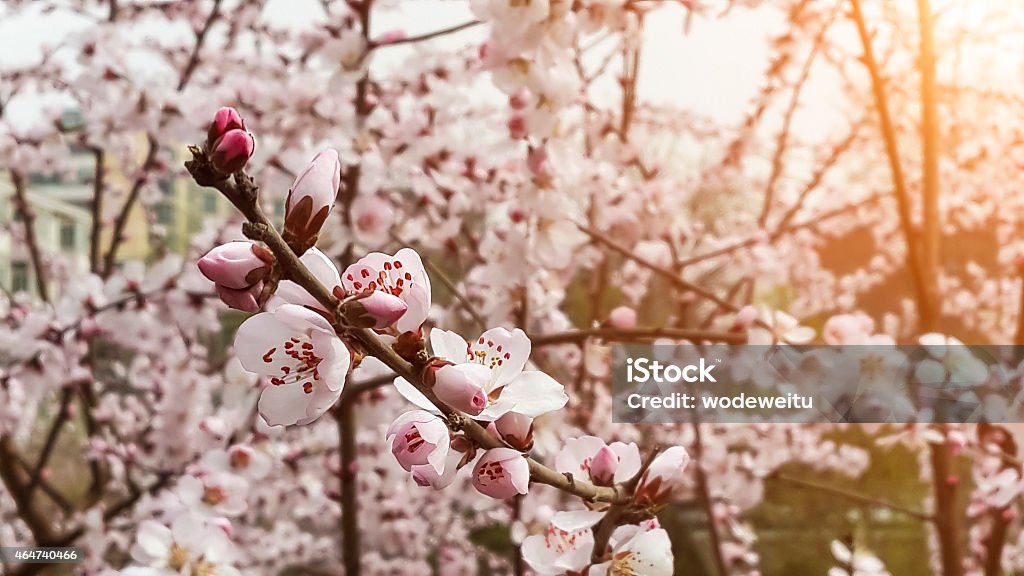 flowering cherry tree branch in spring Cherry Blossom Stock Photo